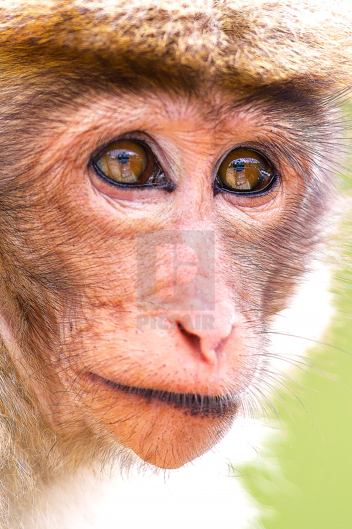 "Macaque Portrait #1" by Gerry Weatherhead - $38.47 "Macaque Portrait #1" stock image