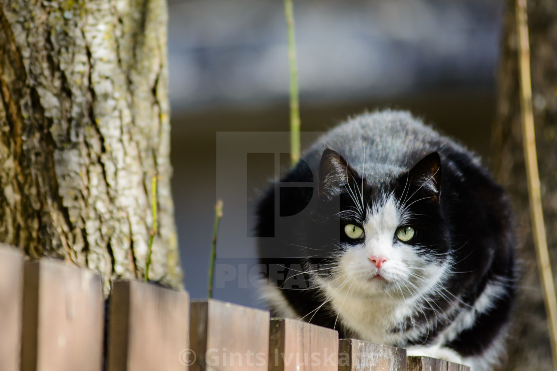 Serious Black Cat Sitting On Fence In Garden License Download