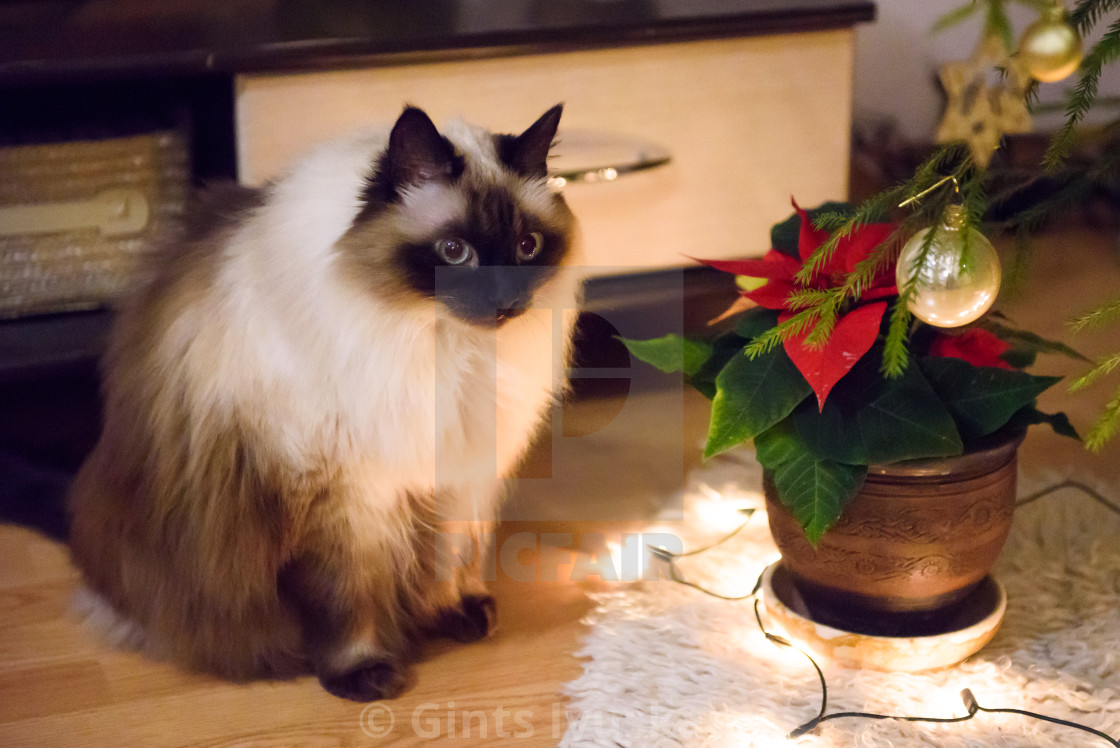 Long Haired Burmese Siama Cat License Download Or Print For
