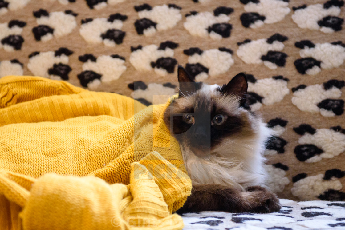 Long Haired Burmese Siama Cat License Download Or Print For