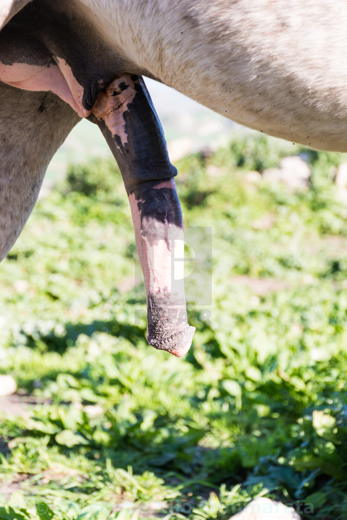 Horse cocks Horse cocks