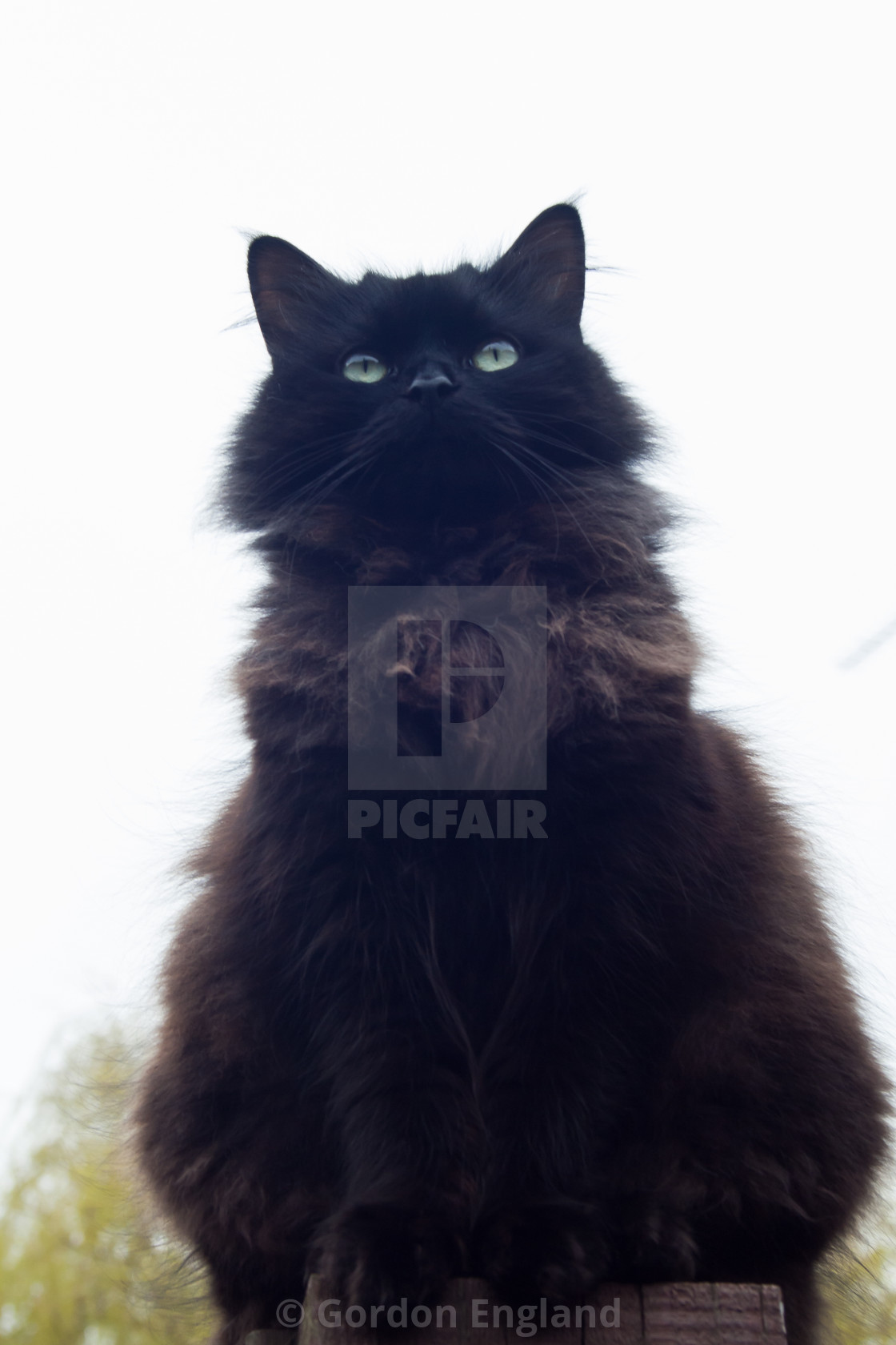 Black Cat On A Fence License Download Or Print For 10 00