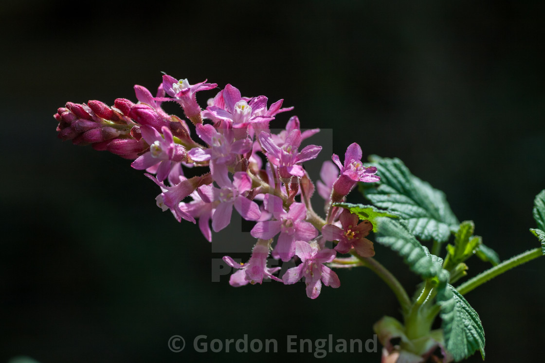 "Flowering Currant" stock image