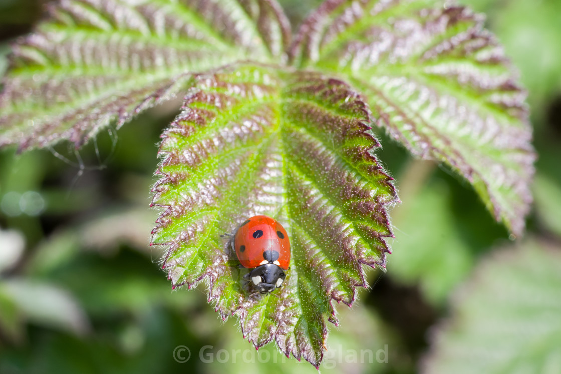 "7 Spot Ladybird" stock image