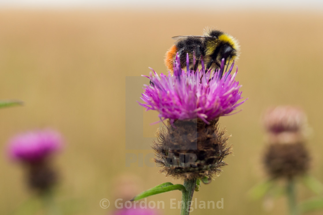 "Red-tailed Bumblebee on Knapweed Flower" stock image