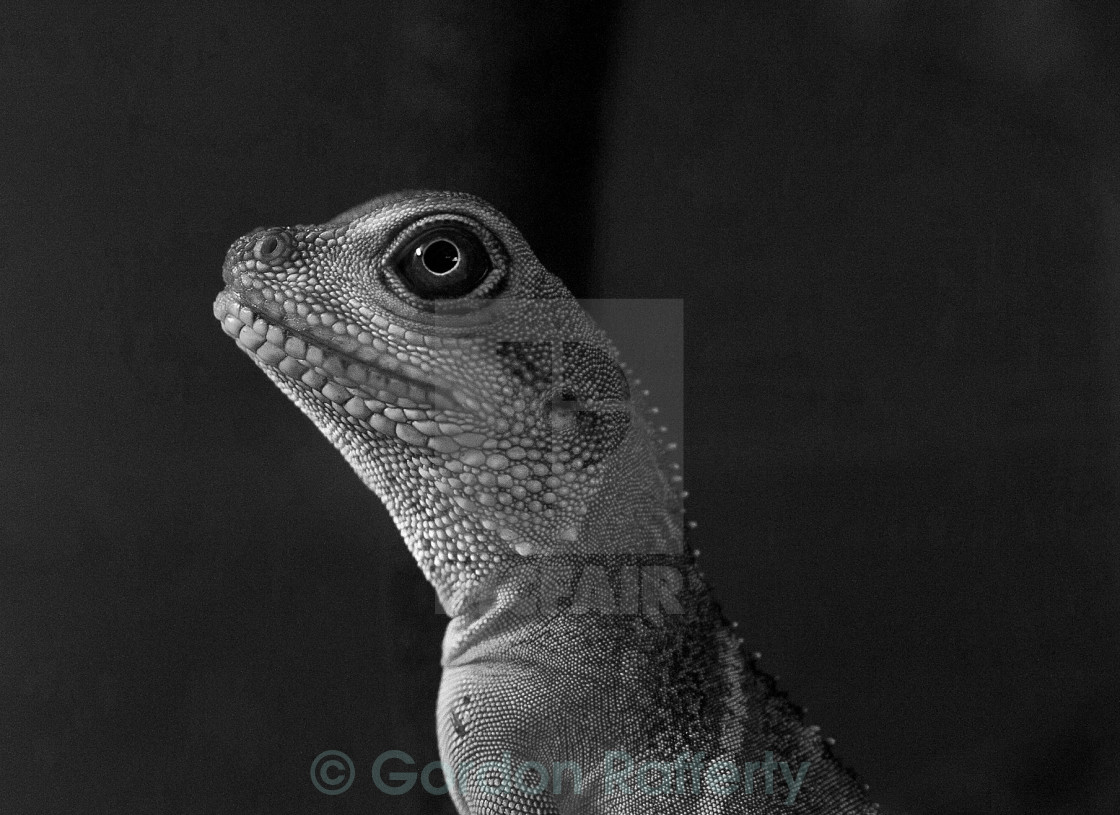 "Mono Water Dragon Close Up" stock image