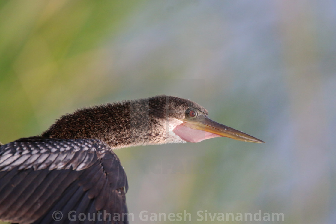 "Anhinga Alert" stock image