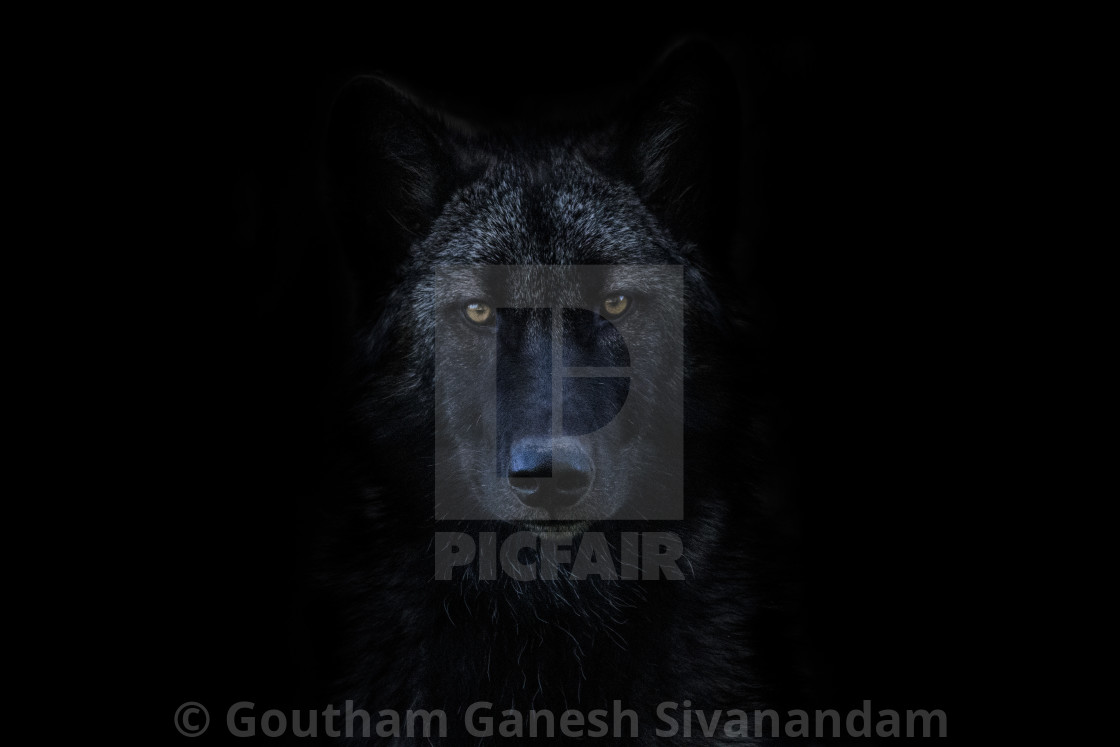 "Black Wolf" stock image