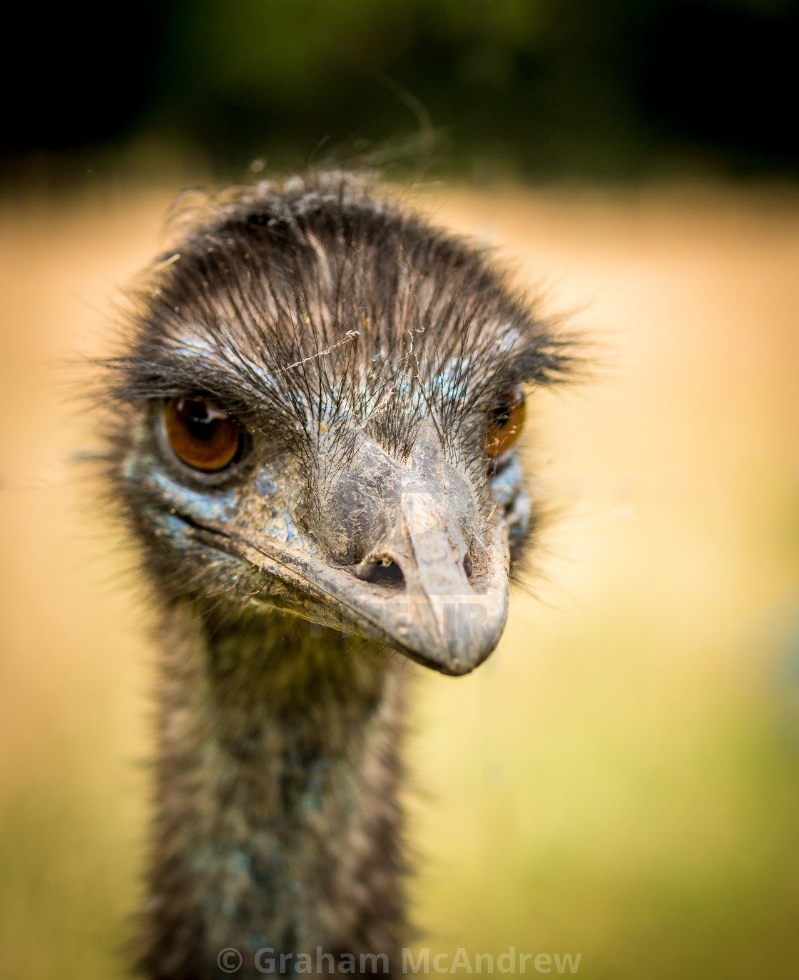 "Emu" stock image