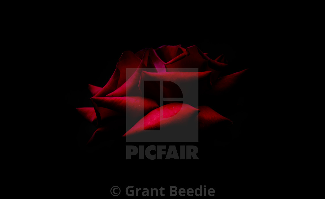 "Red Red Rose" stock image