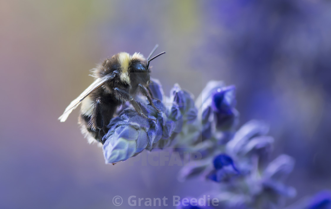 "Beautiful Bumblebee on Flower" stock image