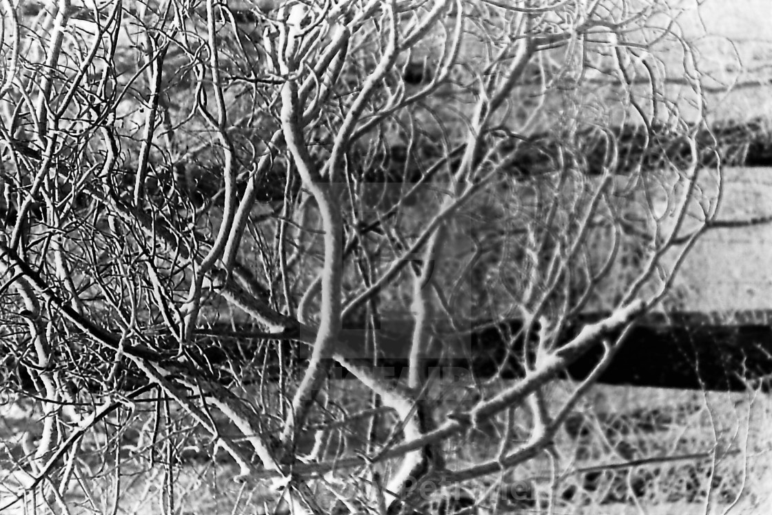 "Tangled Tree" by Gregory Petranek - £10.00 "Tangled Tree" stock image