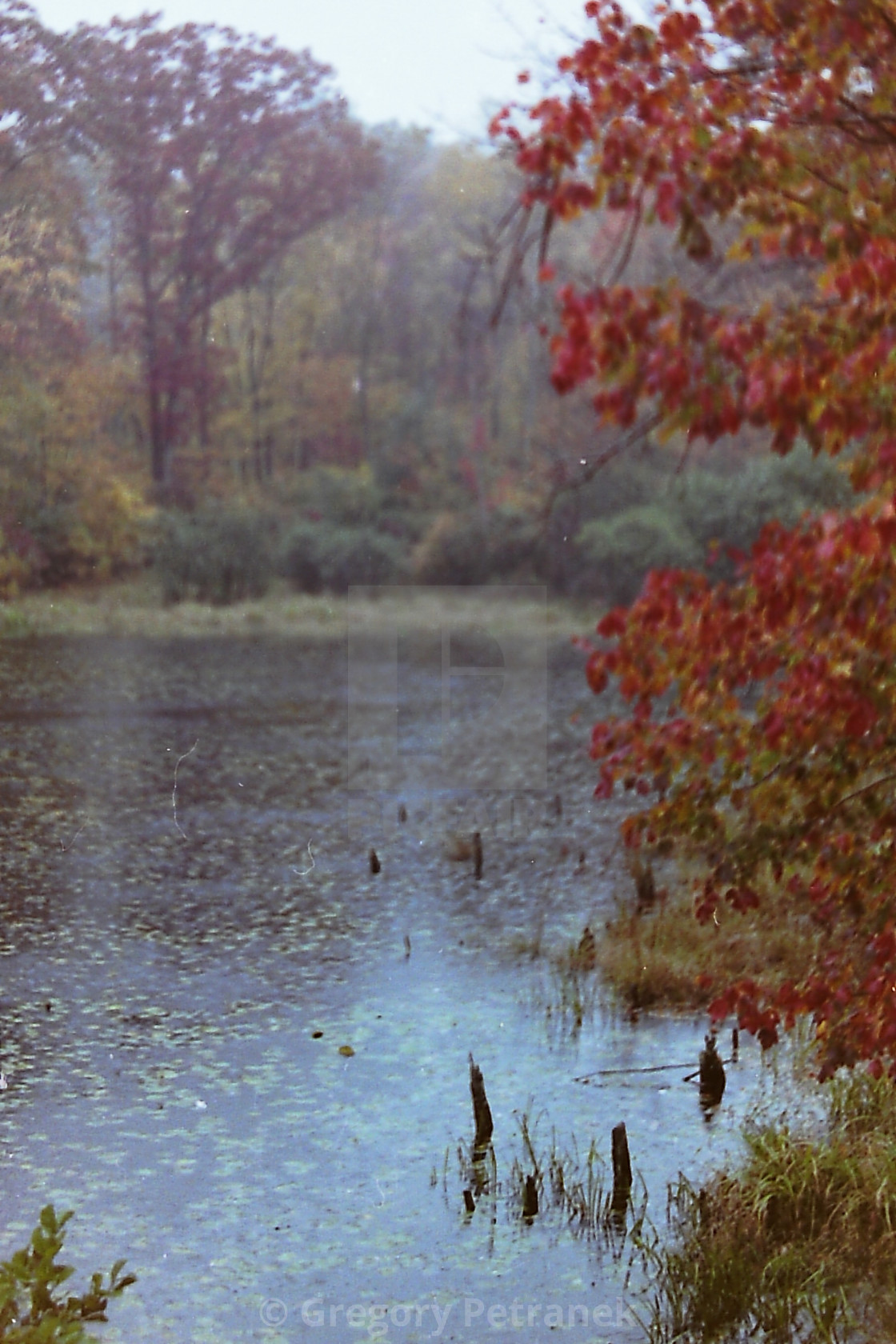 "Autumn on the Pond" by Gregory Petranek - £10.00 "Autumn on the Pond" stock image