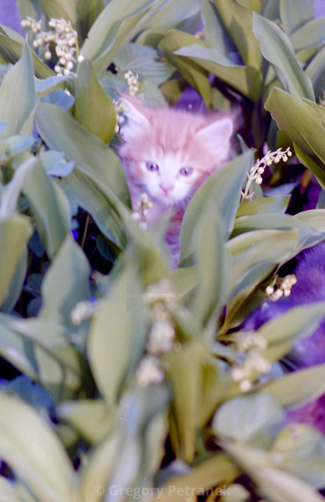 "Kitten Hiding" by Gregory Petranek - £10.00 "Kitten Hiding" stock image