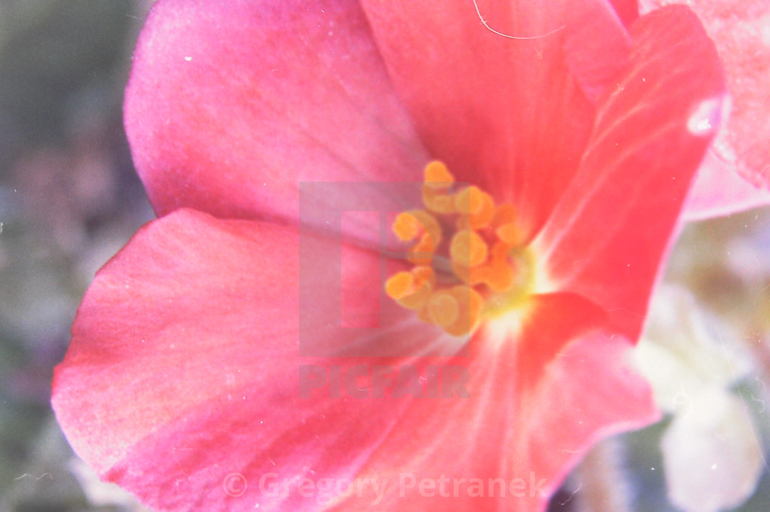 "Pink Flower" by Gregory Petranek - £9.00 "Pink Flower" stock image
