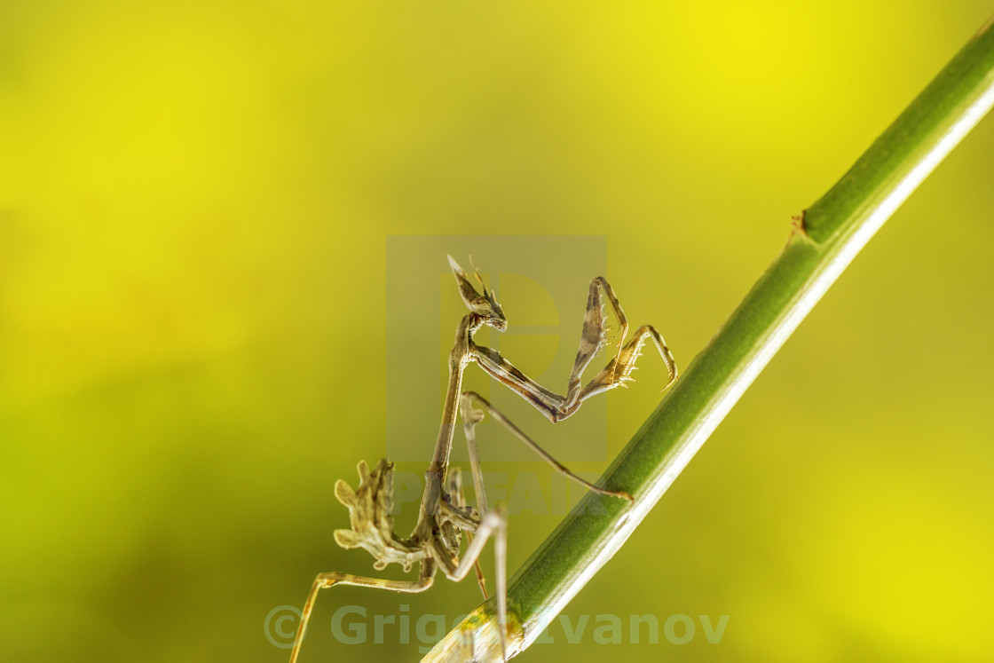 "praying mantis insect in nature" stock image