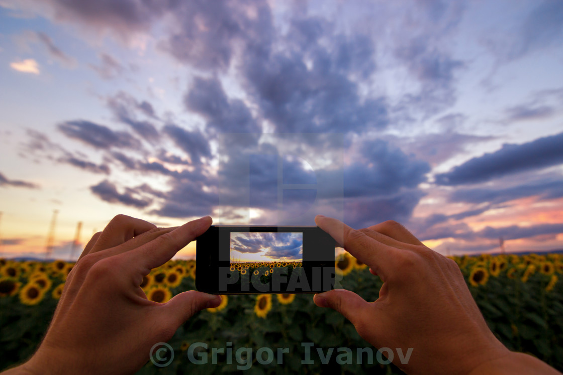 "hand using phone taking photo beauty sunflower field" by Grigor Ivanov - £18.60 "hand using phone taking photo beauty sunflower field" stock image