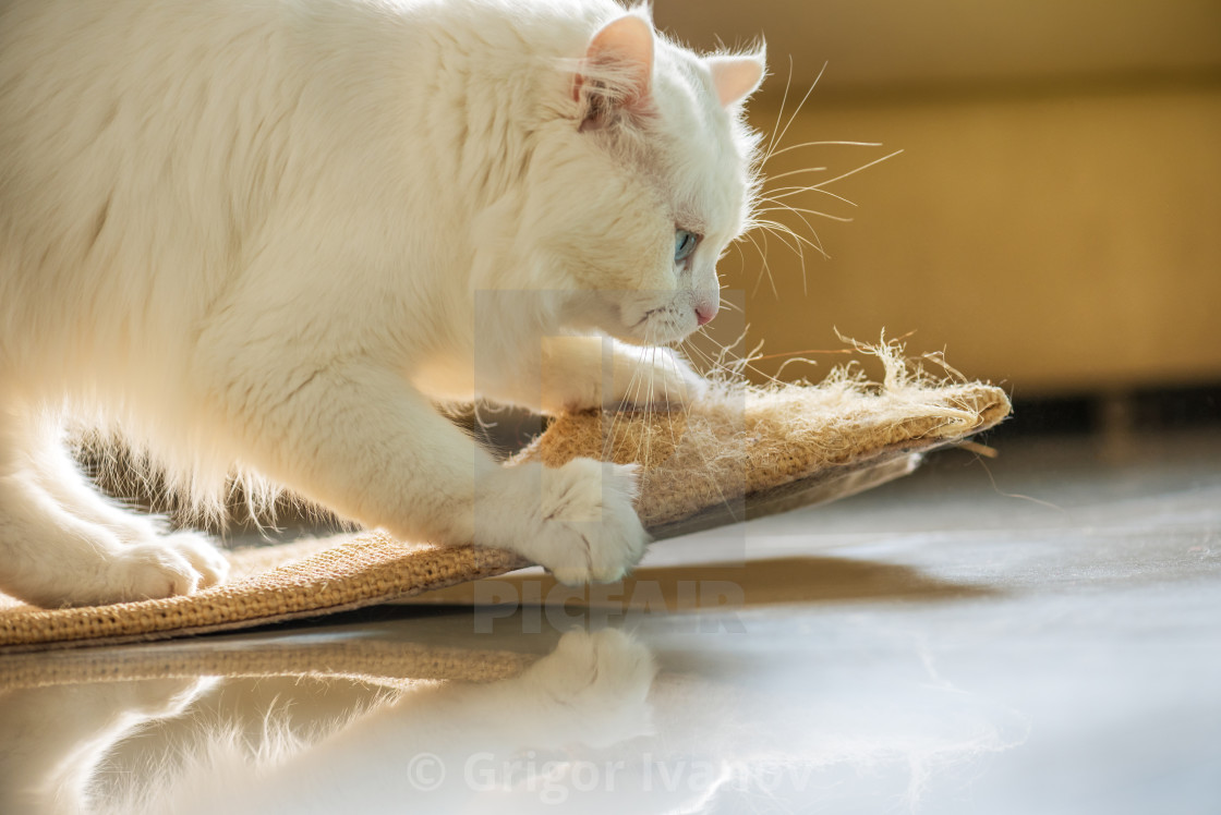 white cat scratching post