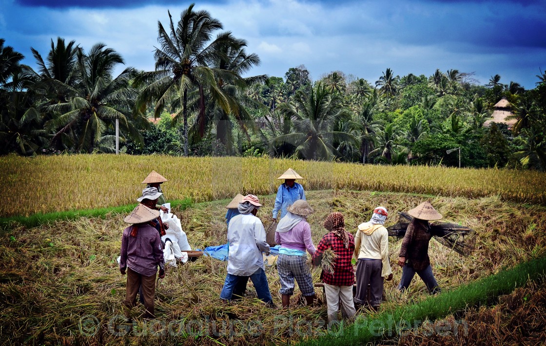 "Ubud rice harvesters" stock image