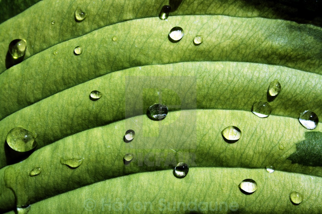 "Water leaf" stock image