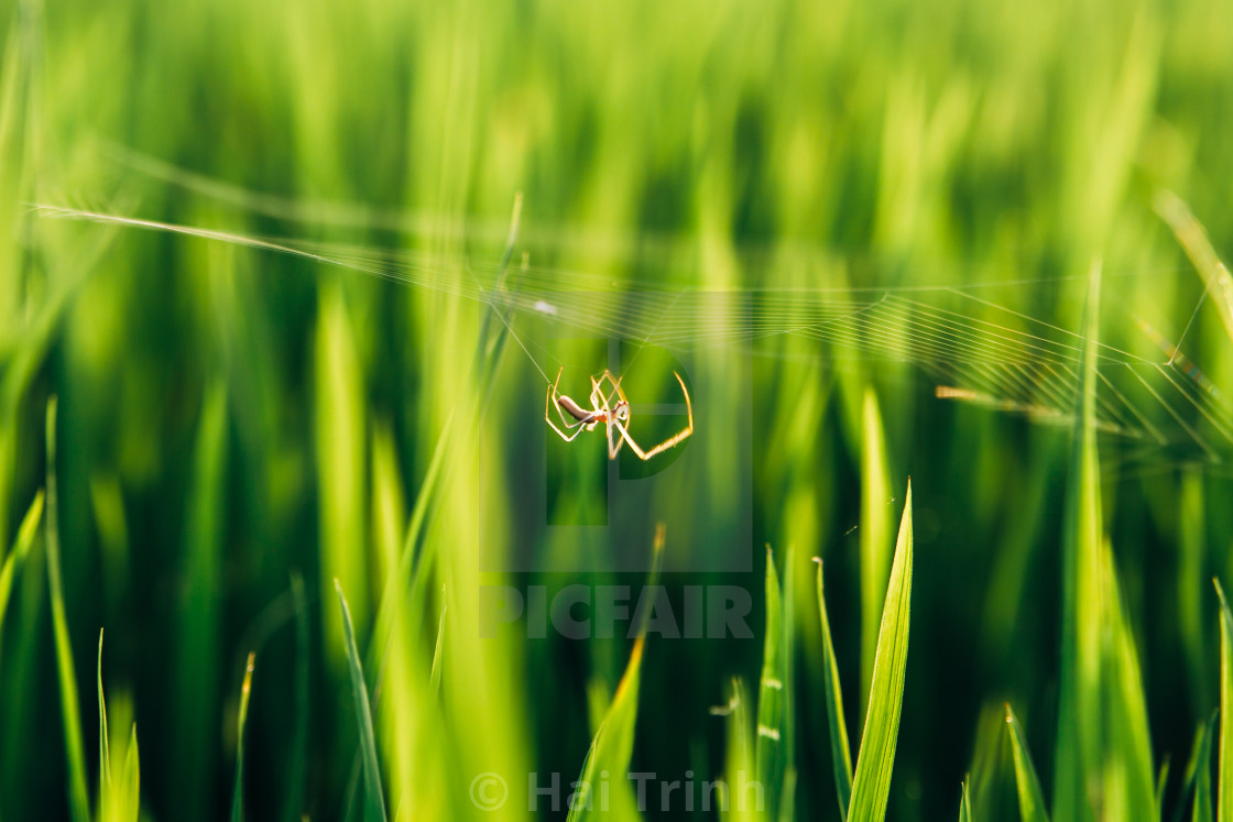 "Walking spider" stock image