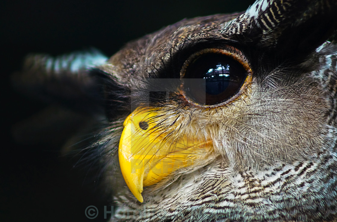 "look at my eyes...it's Biiig.." stock image