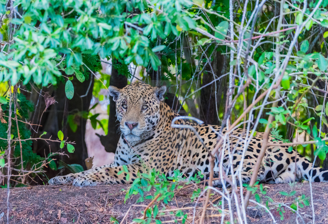 Jaguar Lying On River Bank License Download Or Print For 10 00 Photos Picfair