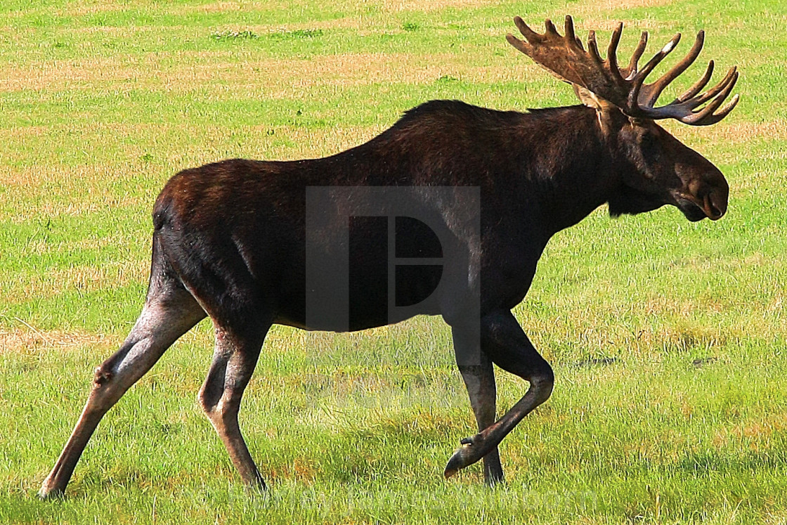 A Bull Moose License Download Or Print For 8 00 Photos Picfair