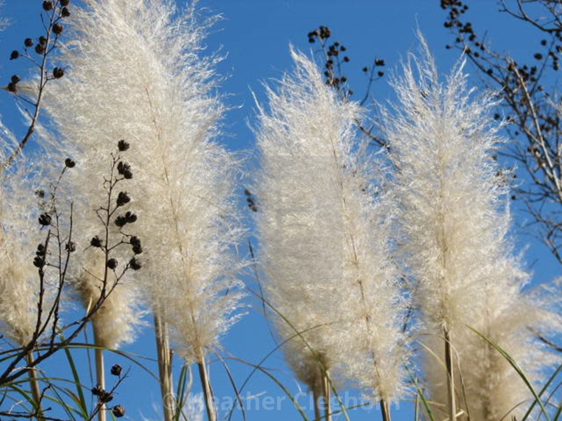 Cat Of Nine Tails License Download Or Print For 1 00 Photos