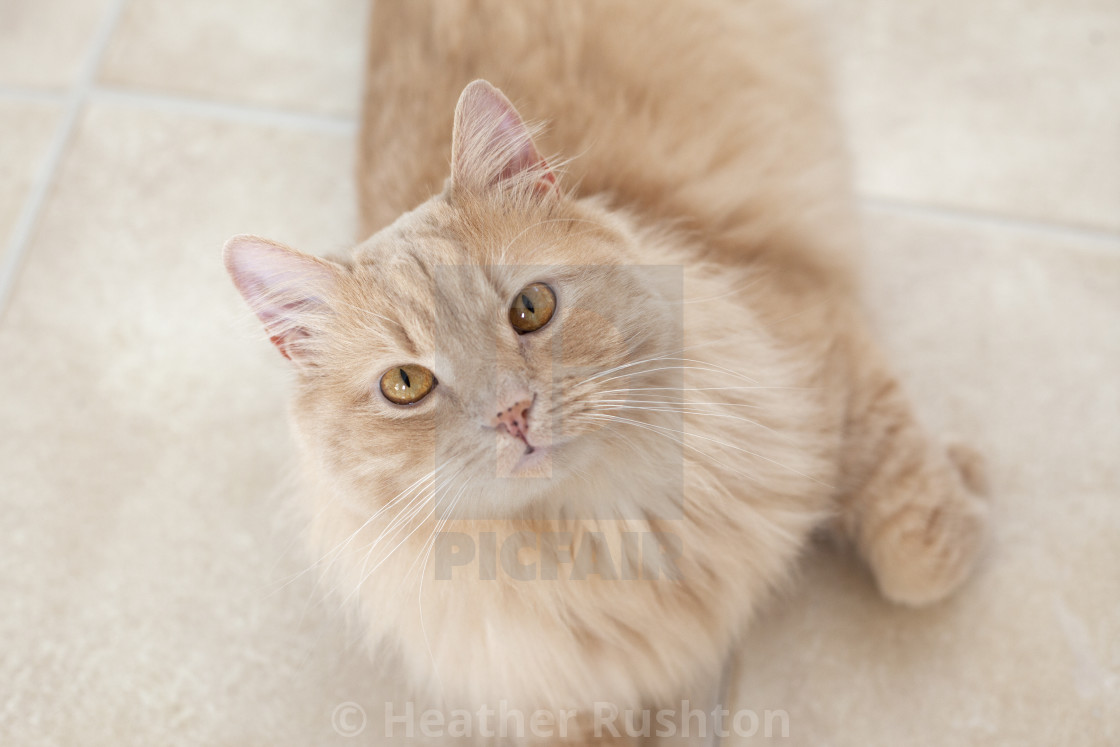 Gorgeous Orange Cat License Download Or Print For 10 00