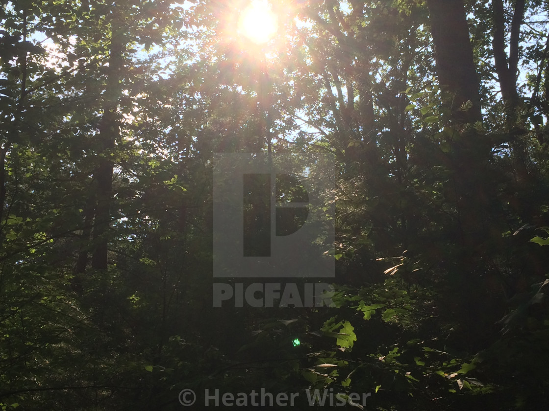 Pennsylvania Forest License Download Or Print For 12 40 Photos Picfair