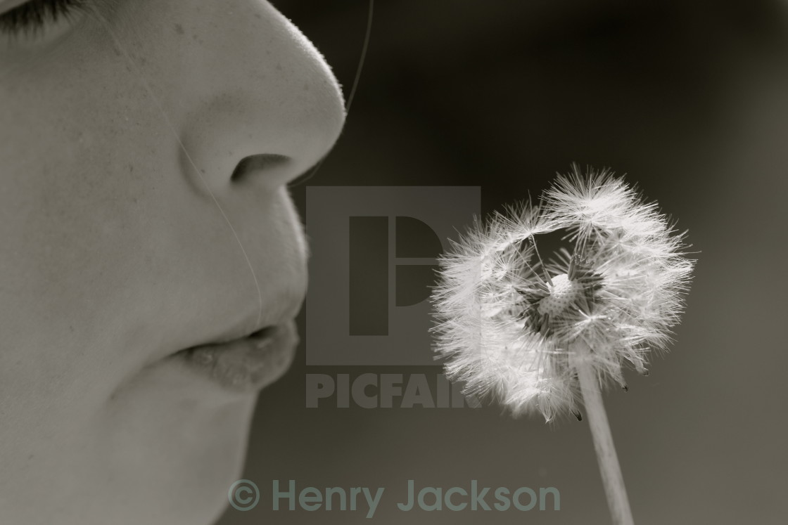 "Dandelion Girl" stock image