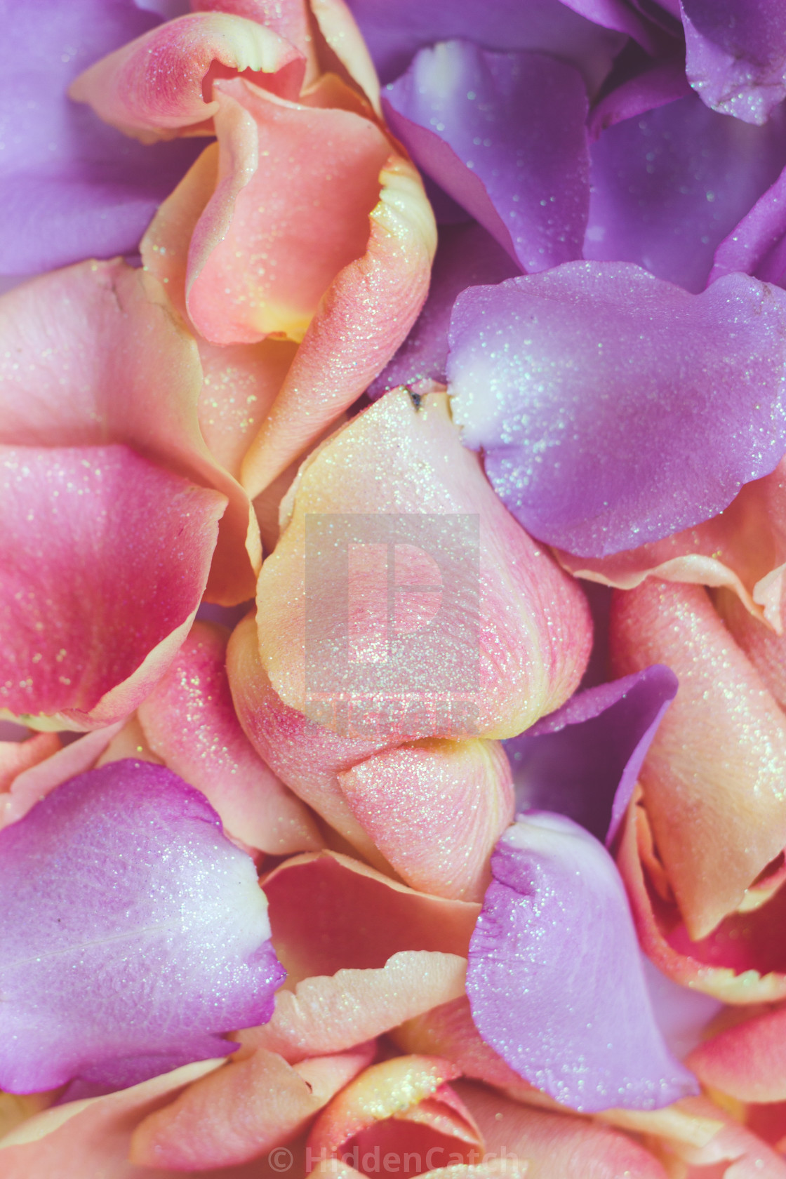 Pink And Purple Rose Petals Floral Background License Download Or Print For 6 20 Photos Picfair