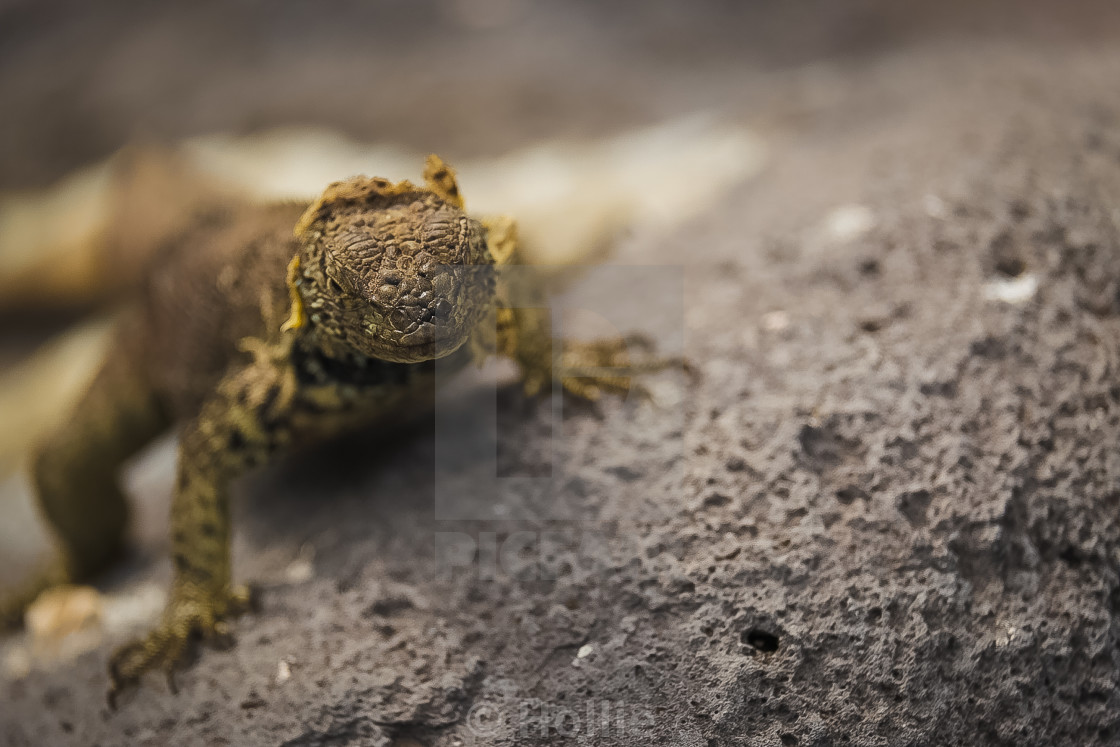 Love Me Love My Lizard The Galapagos Islands License