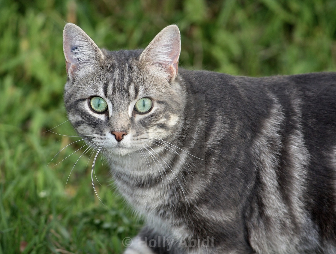 grey tabby cat with green eyes