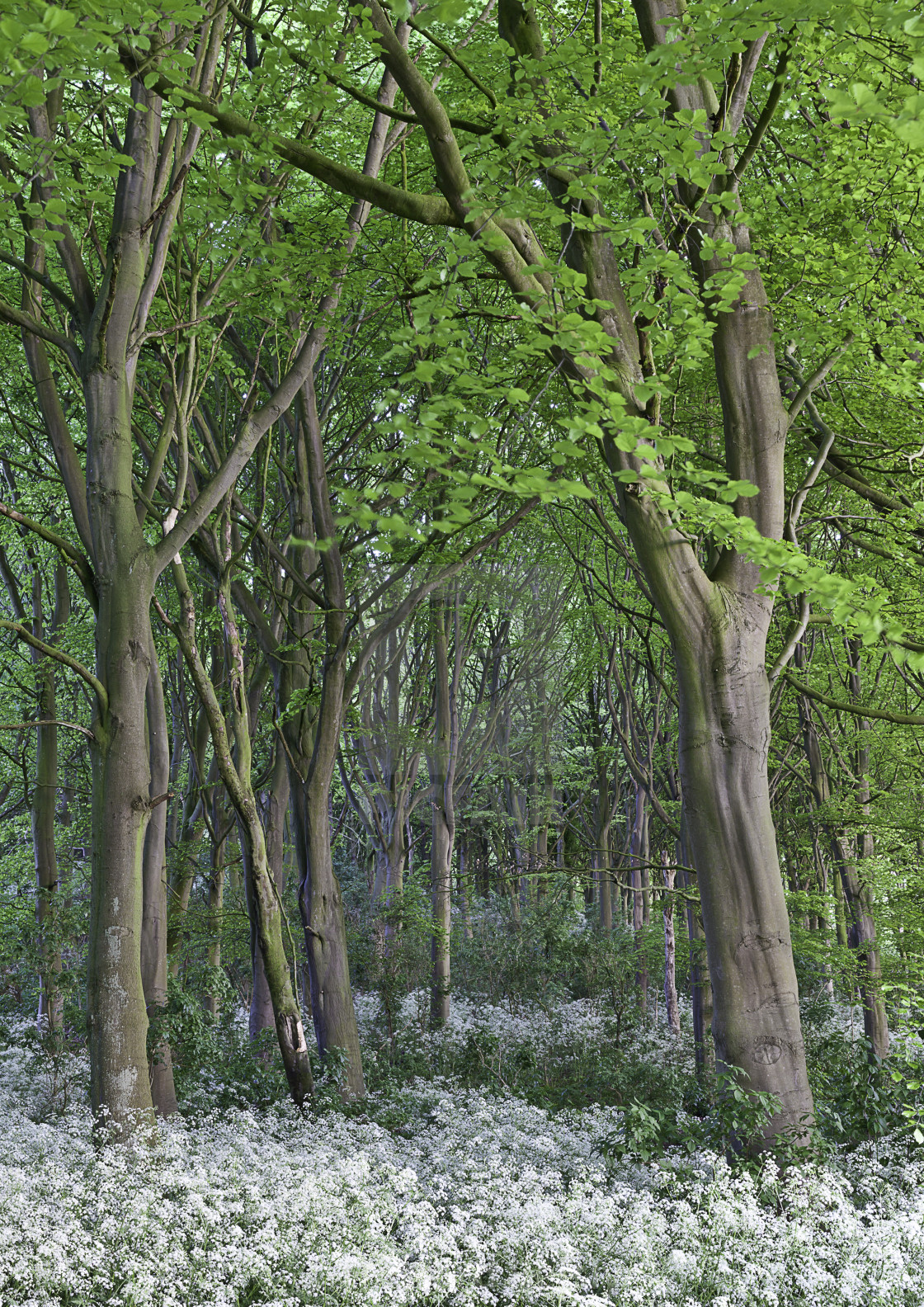 "The beeches in May" stock image