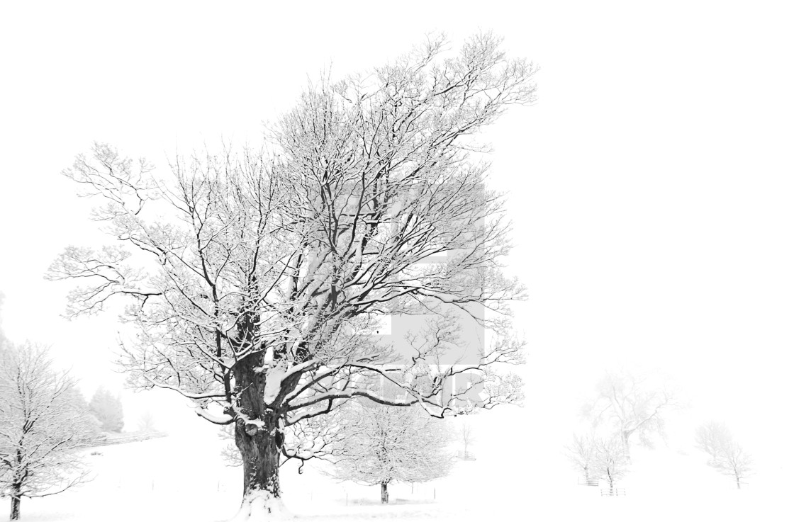 "The leaning old tree, Rothwell" stock image