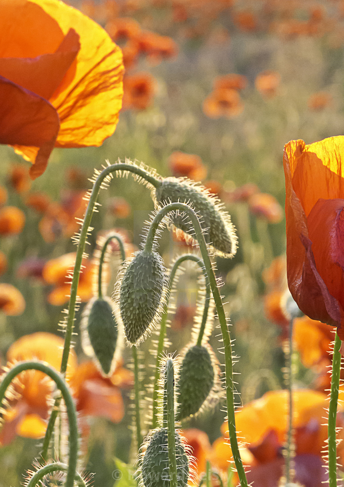 "Poppies in the evening sunlight" stock image