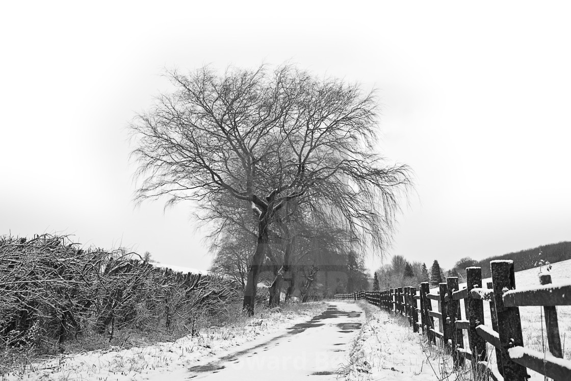 "A wintery lane after the snowfall" stock image