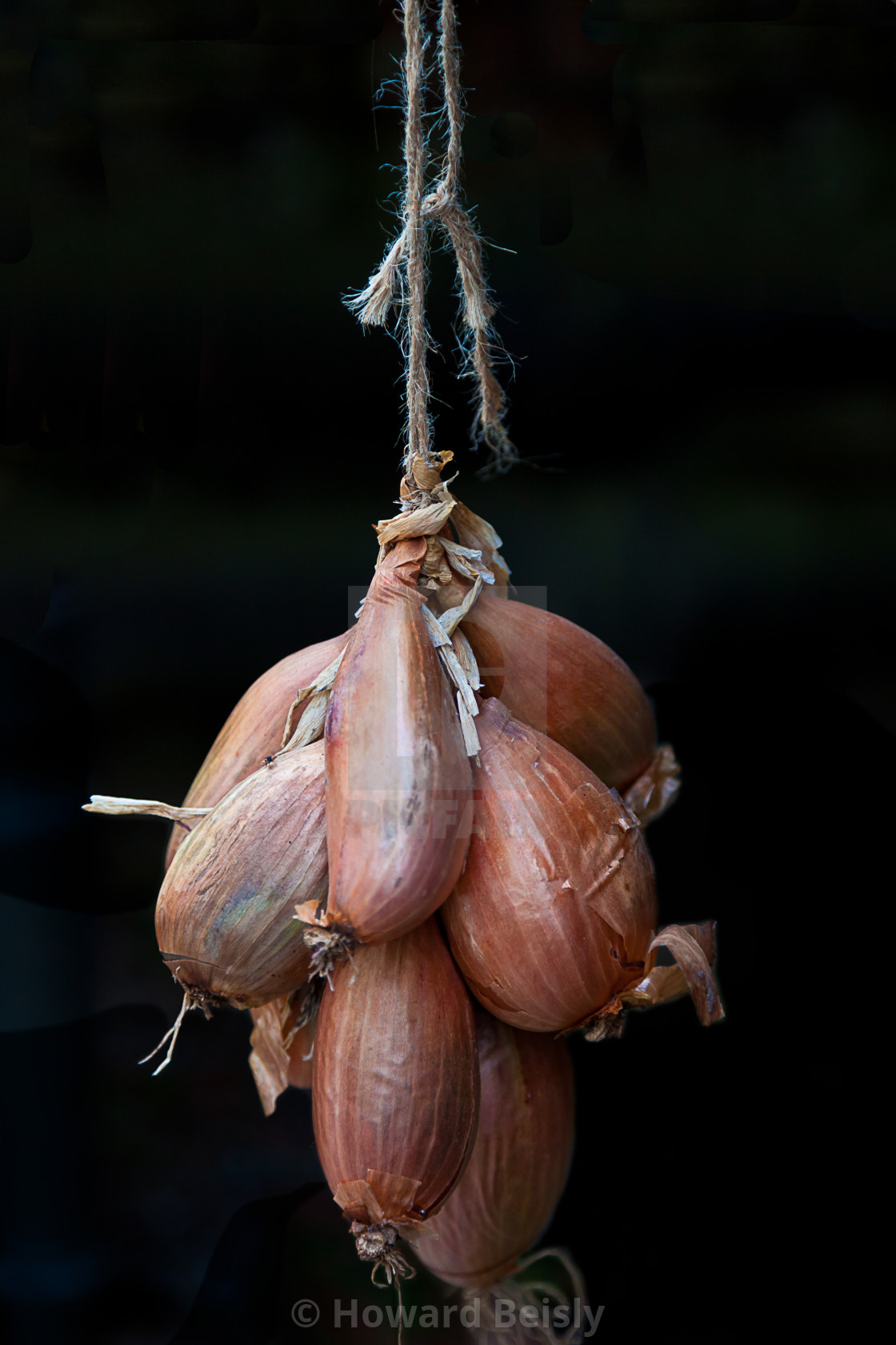 "Hanging onions" stock image