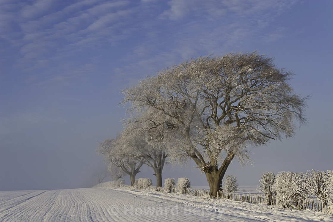 "Winter sunshine on the snow laden trees" stock image