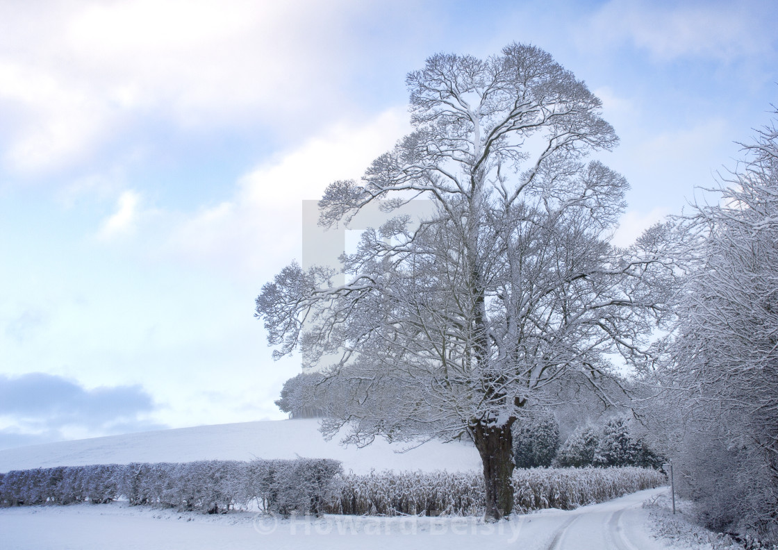 "Snow laden trees in Rothwell" stock image