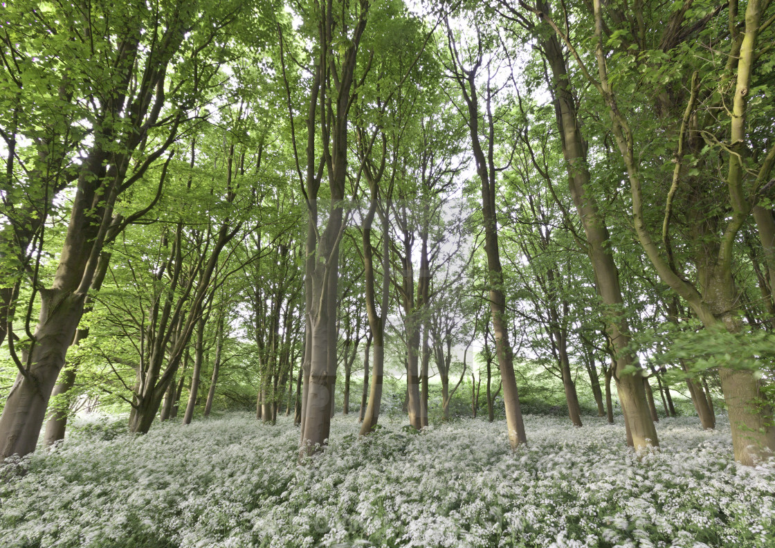 "A sea of hemlock around the trees" stock image