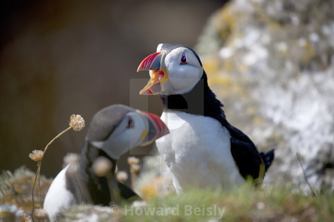 "Puffins in Orkney" stock image