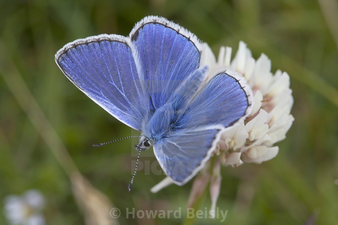 "Common blue butterfly" stock image