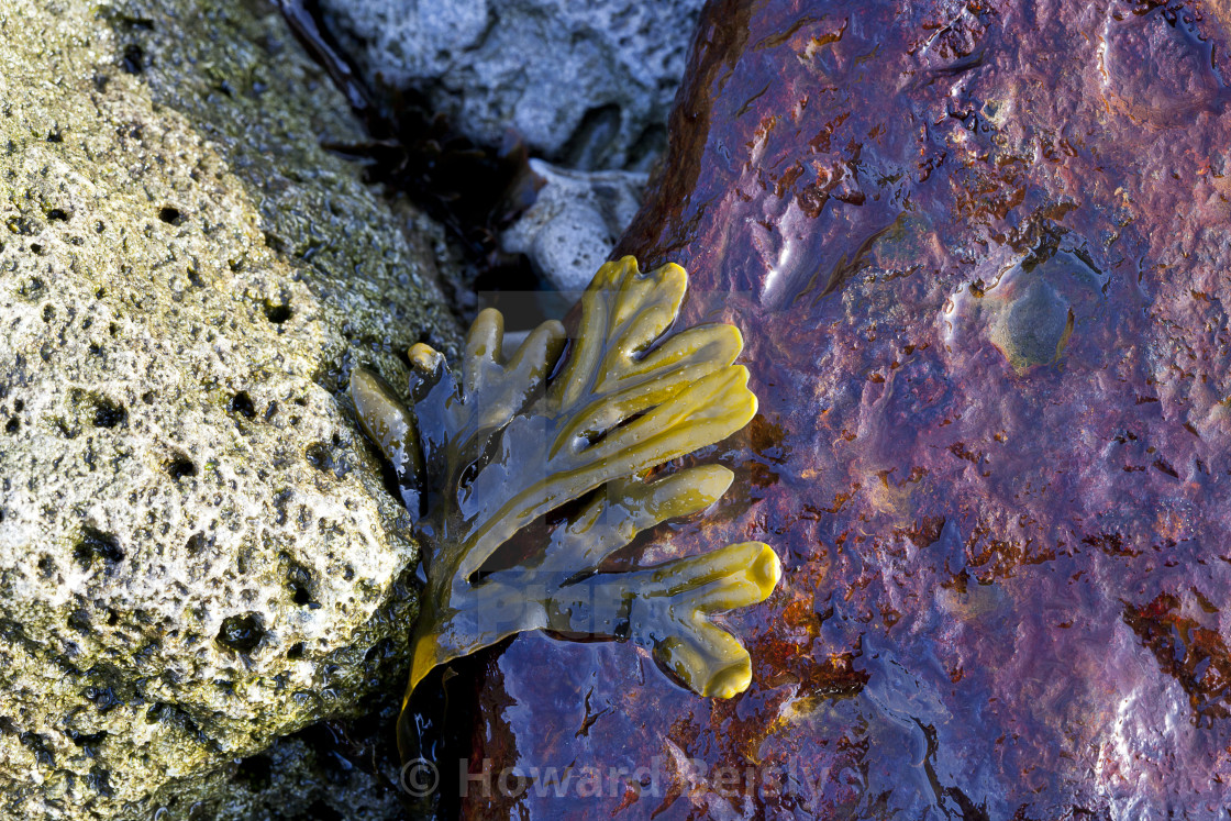 "The colours of nature on the shore" stock image