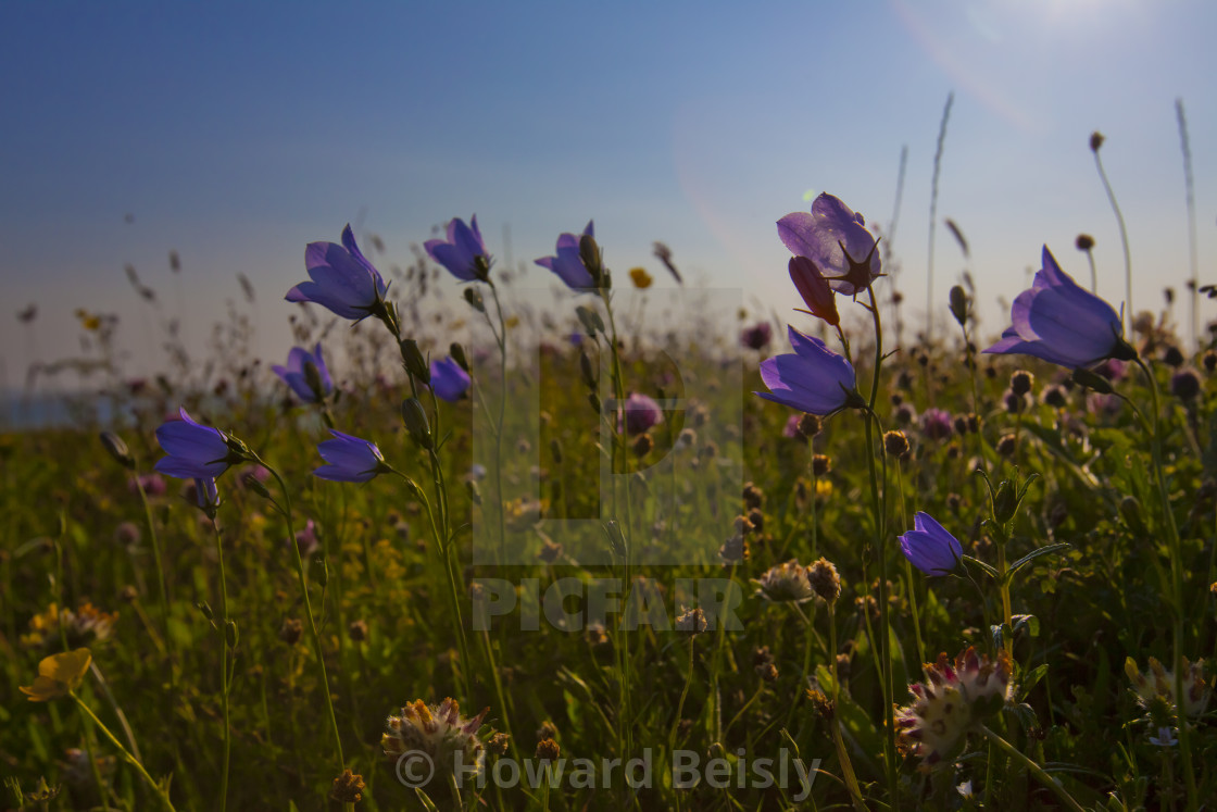 "The machair of Berneray, Outer Hebrides" stock image