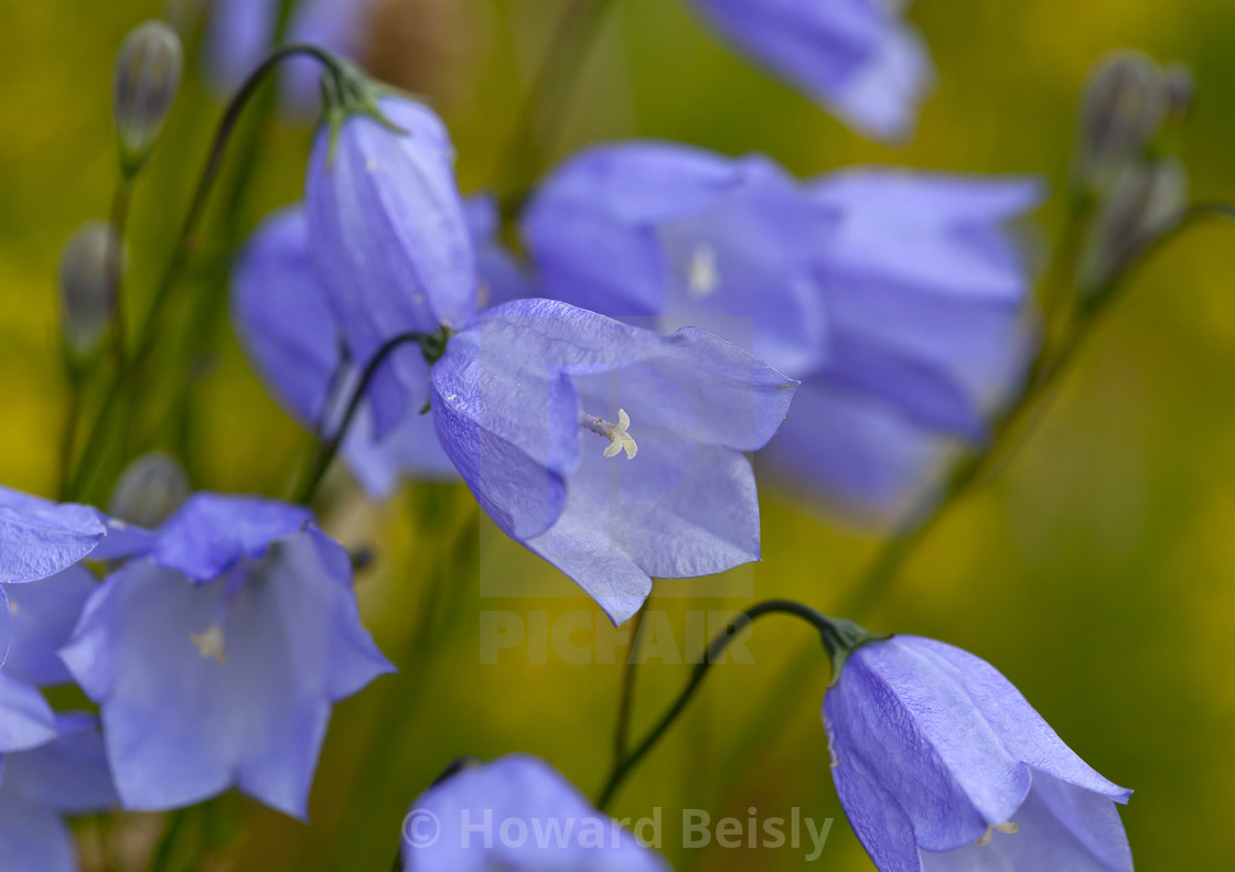 "Hairbells on Vatersay, Outer Hebrides" stock image