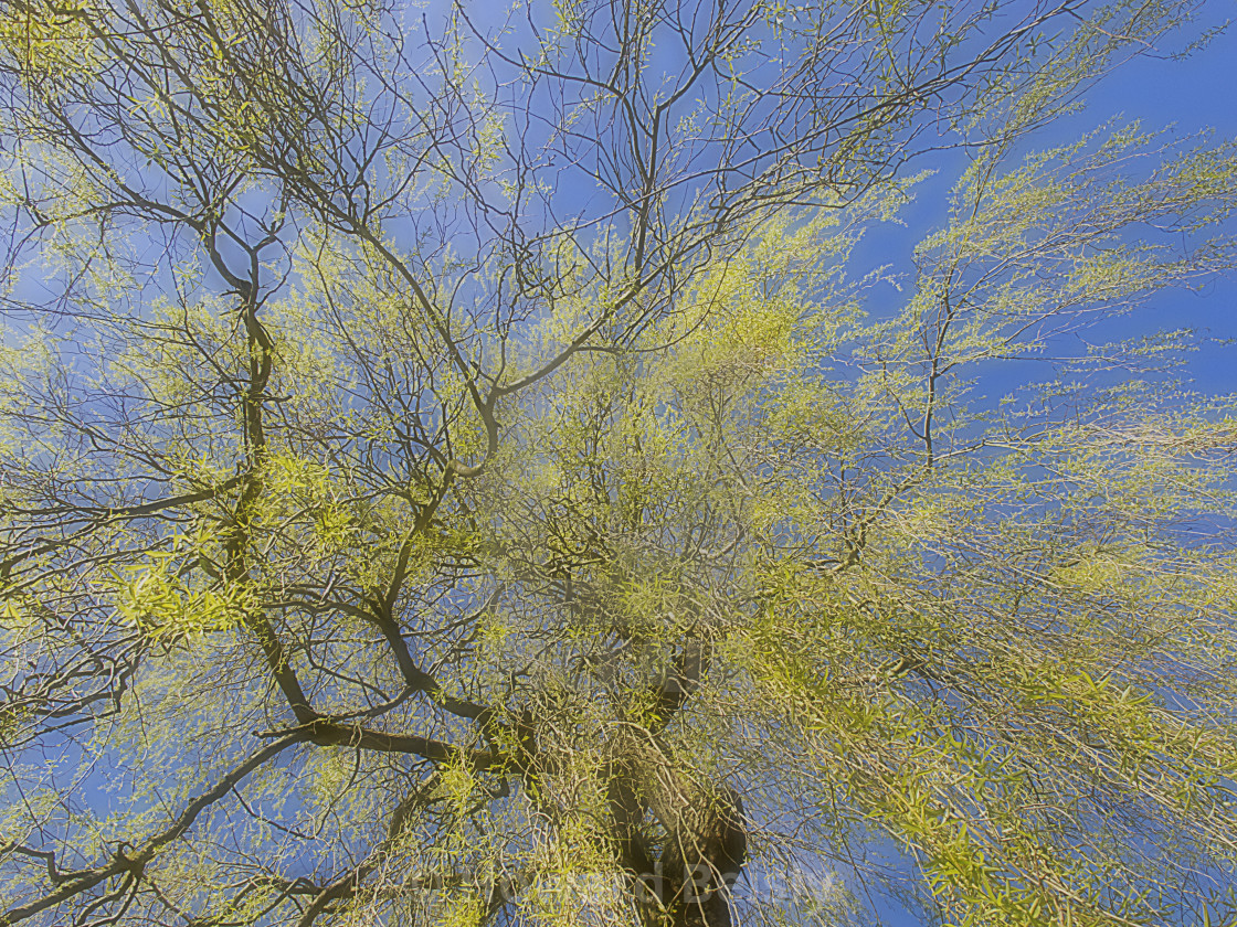 "Under the willow tree" stock image