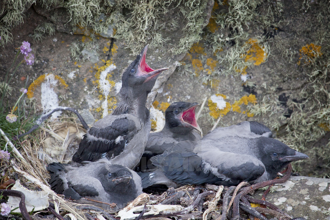 "Hooded crow chicks eager for their next meal" stock image